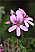 geranium-rose