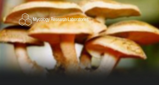 Mycology Research Labs