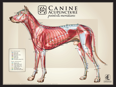 Canine Large Lateral View Chart