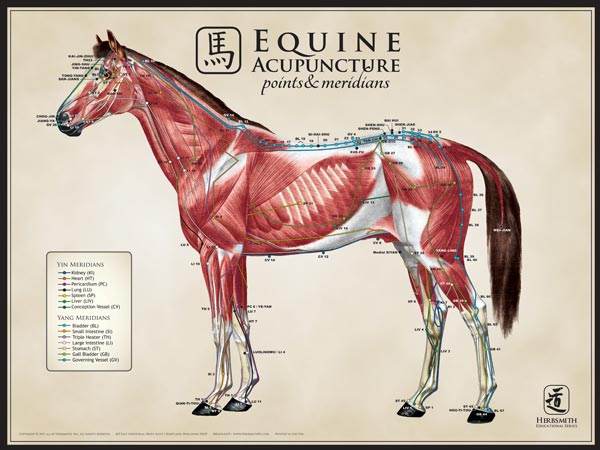 Equine Large Lateral View Chart