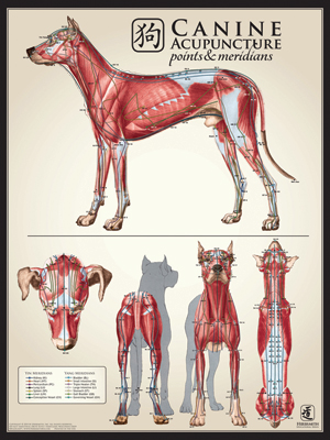 Canine Muscle Multi-View Chart