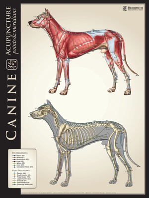 Canine Lateral Bone/Muscle Comparison Chart