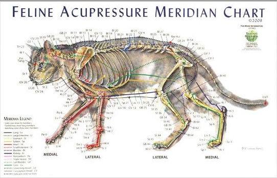 Feline Meridian Chart - Single