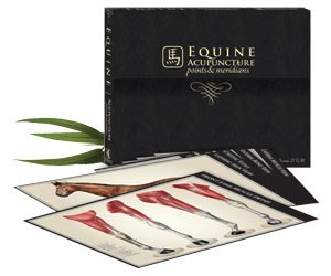 Set of 13 Equine Charts