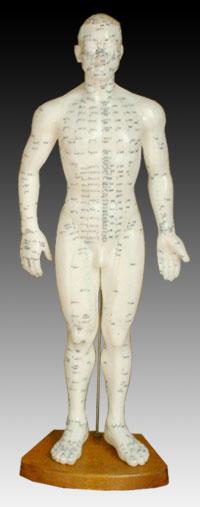 Acupuncture Model, 50cm (20") Male