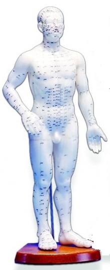Human Acupuncture Model Male, 22"