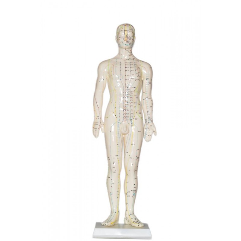 Human Acupuncture Model Male, 27"