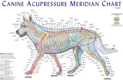 Canine Meridian Chart - Single