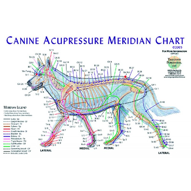 Dog (Canine) Meridian Chart, 12" x 18"