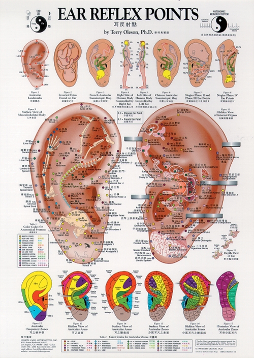 Ear Reflex Points Chart by Terry Oleson