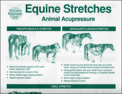 Equine Stretches Chart
