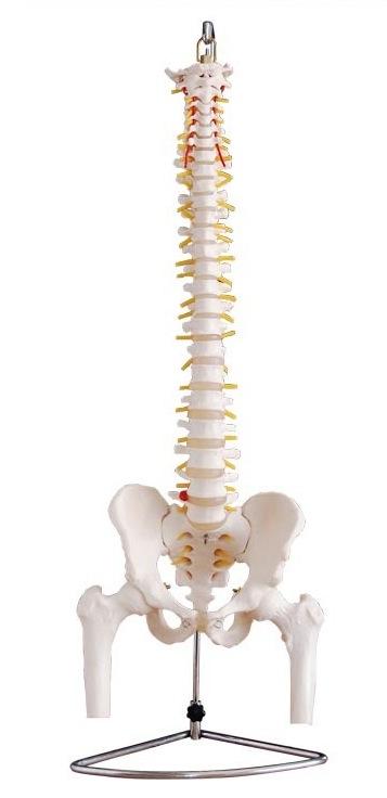 Flexible Vertebral Column with Pelvis and Femur Heads