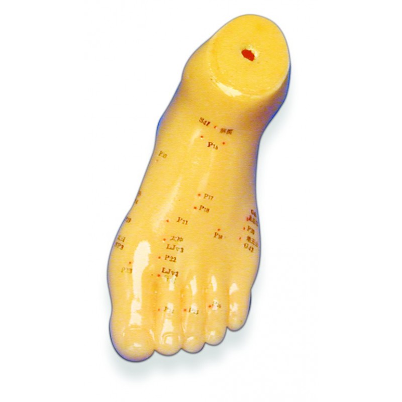 Foot Acupuncture Model, 5.5"