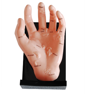 Hand Model Illustrating Organs