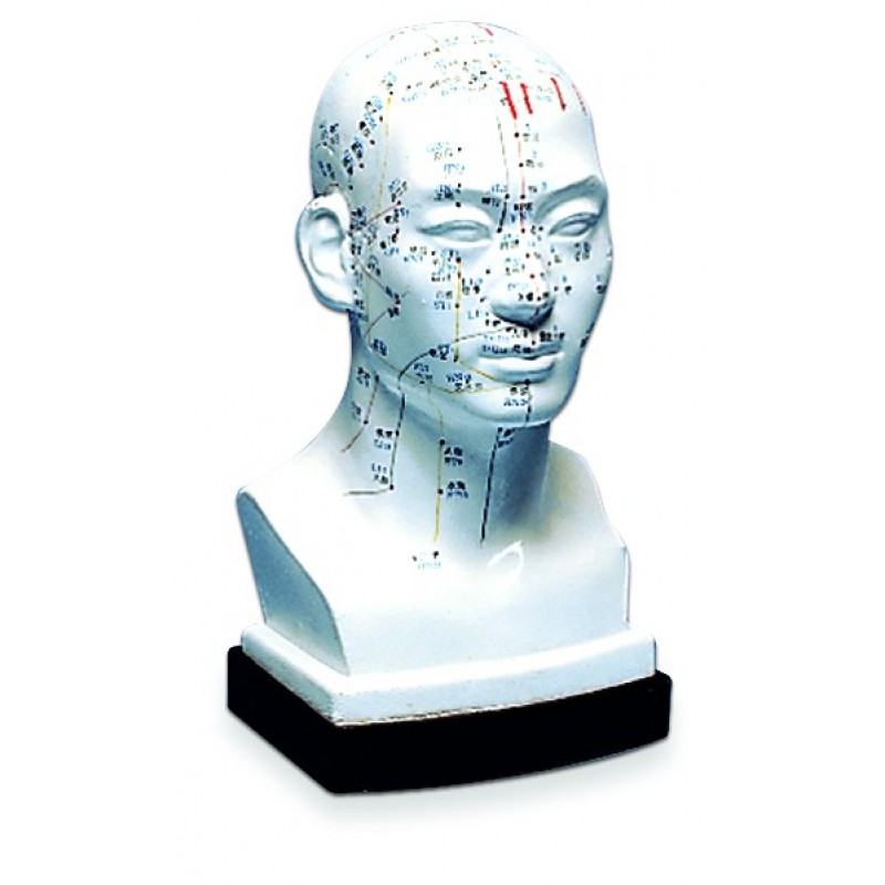 Head Model, 8.5"