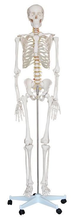 Life-Size Skeleton, 71"