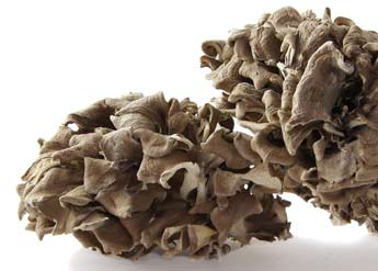 Maitake Mushroom Whole (Grifola frondosa). Organic