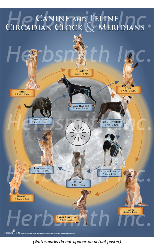 Animal Circadian Clock & Meridians Poster