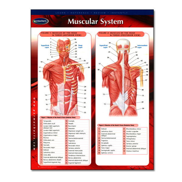 Muscular System PermaChart