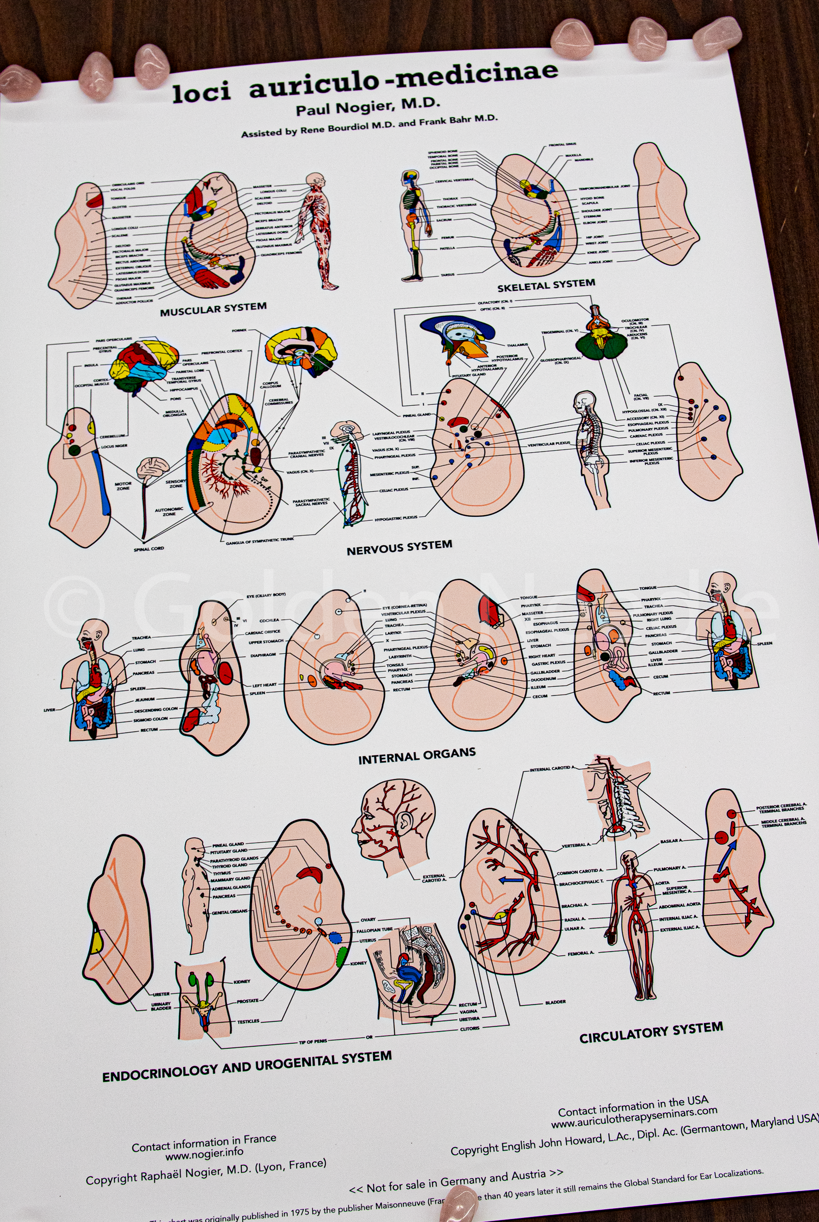 Nogier Ear Chart