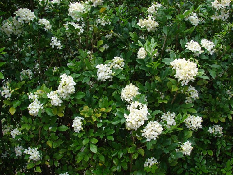 Qi Li Xiang (Orange Jessamine) - Murraya paniculata, 1 dram