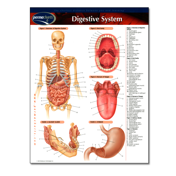 Digestive System PermaChart