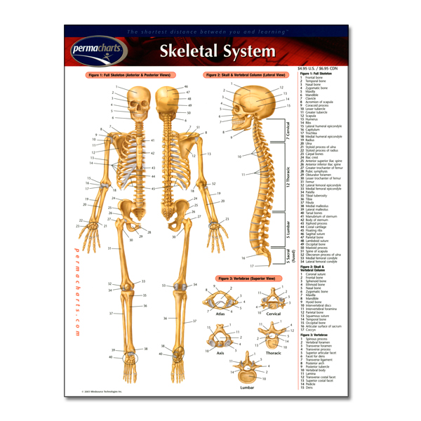 Skeletal System PermaChart