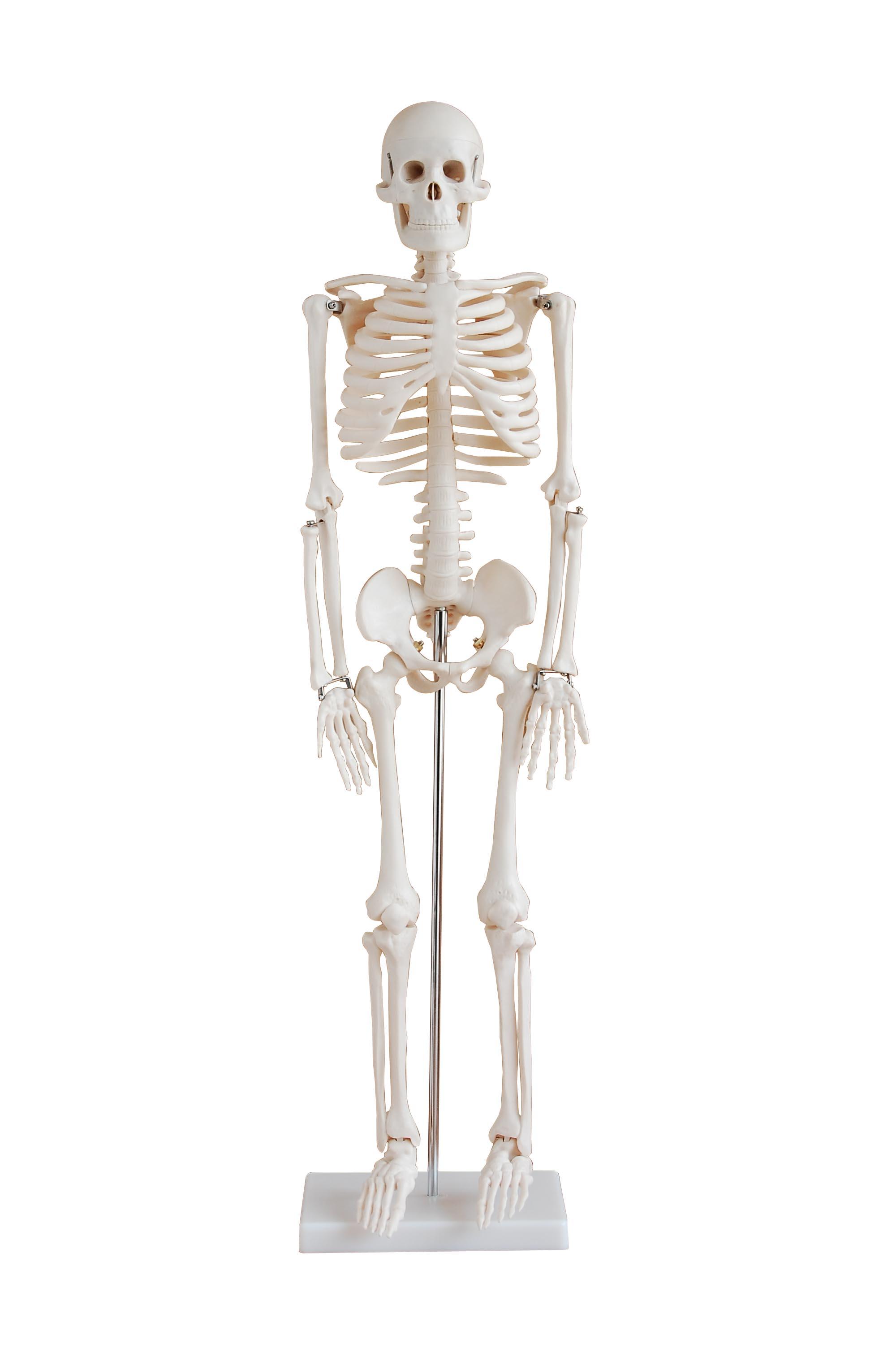 Skeleton Model, 33.5"
