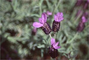 Lavender, spike Essential Oil