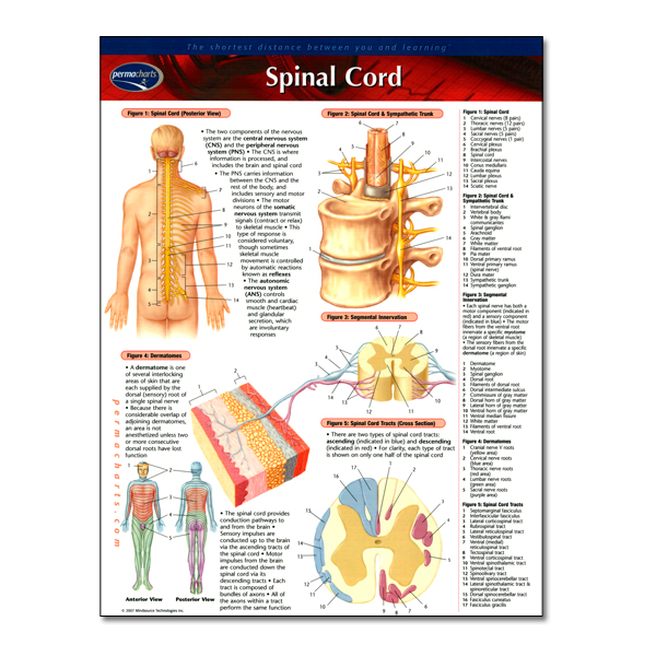 Spinal Cord PermaChart