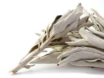 White Sage (Salvia apiana) Ceremonial, Certified Organic