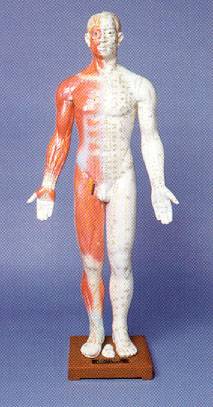 Model of Human Body, 33" Male
