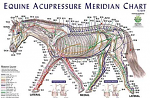 Equine Meridian Chart - Single
