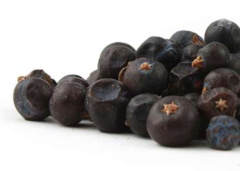 Juniper Berry(Juniperus communis) Organic