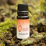 Scholarly Essential Oil Blend