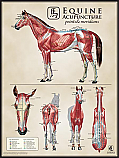 Equine Muscle Multi-View Chart