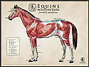 Equine Large Lateral View Chart