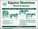 Equine Stretches Chart