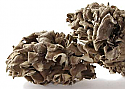 Maitake Mushroom Whole (Grifola frondosa). Organic