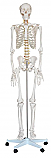 Life-Size Skeleton, 71"