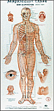 Acupuncture Charts, Wall Form