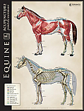 Equine Lateral Bone/Muscle Comparison Chart