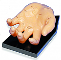 Large Hand Model, 8"