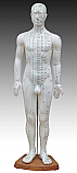 Acupuncture Model, 60cm (24"), Male
